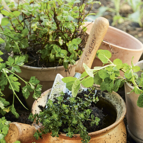 Herbs in pots can be moved around your garden as needed.